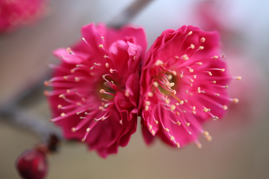 双花