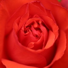 赤い薔薇