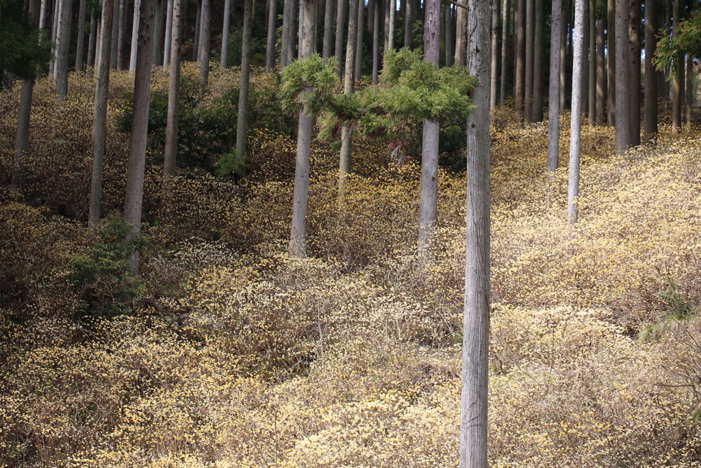 ミツマタ群生地