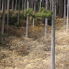 ミツマタ群生地