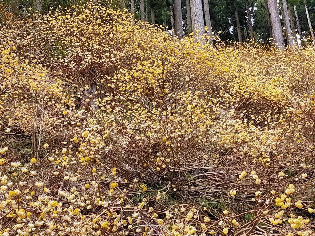 ミツマタ群生地