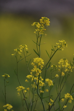 菜の花