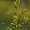菜の花