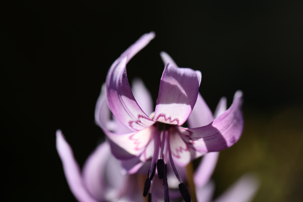 カタクリの花