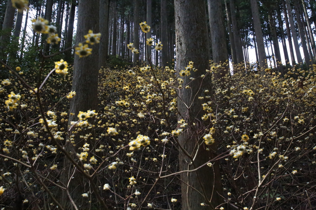 三椏の森〜春の妖精たち