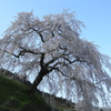 岩太郎のシダレ桜