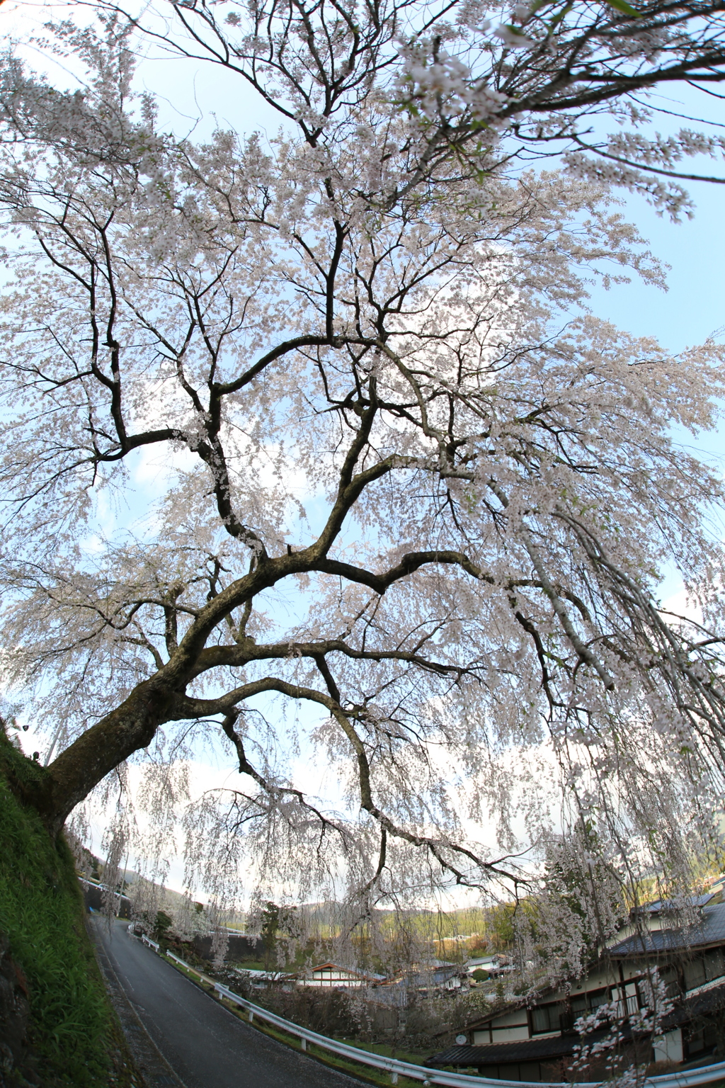 岩太郎のシダレ桜