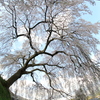 岩太郎のシダレ桜