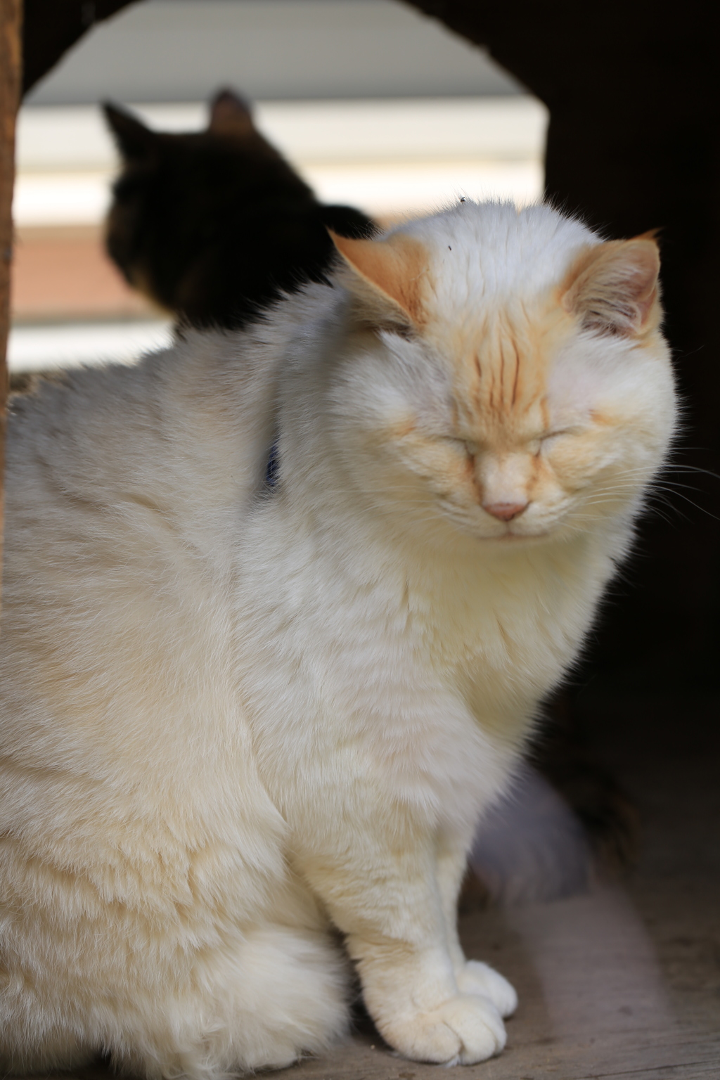 昼下がりの猫