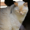 昼下がりの猫