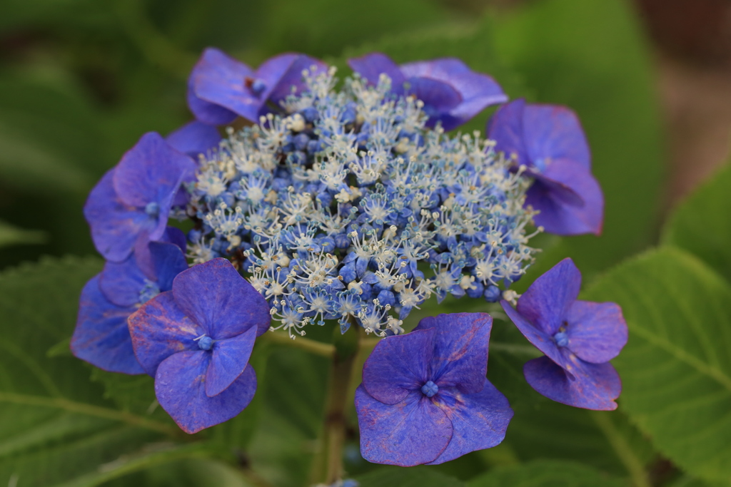 紫陽花