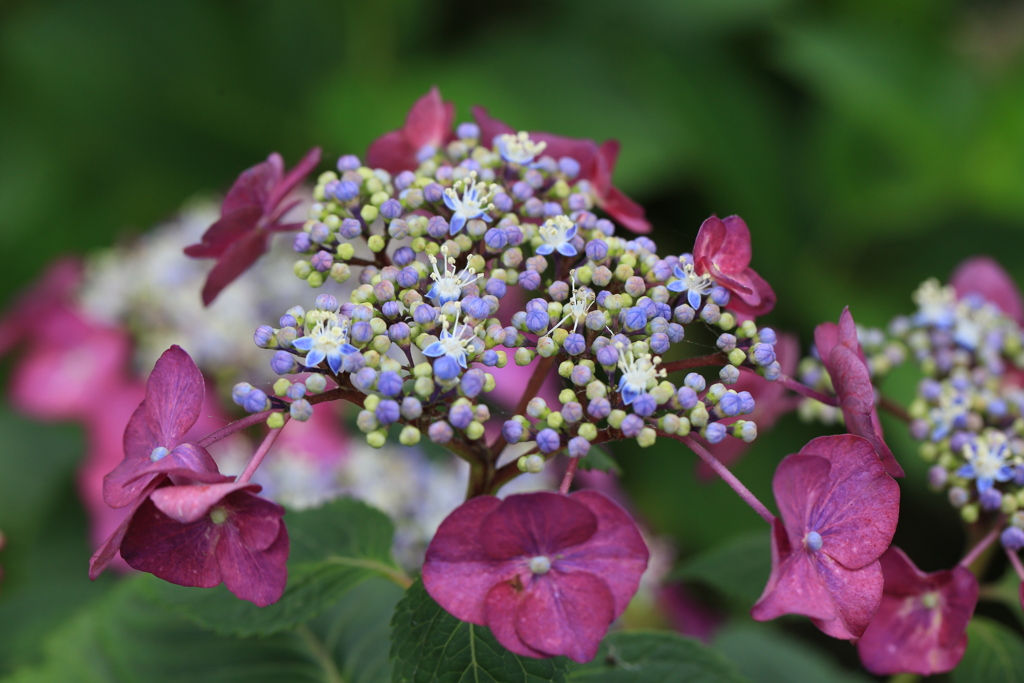 紫陽花　マドンナ