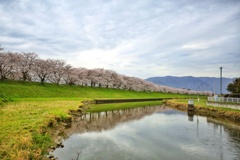 大榑川のさくら