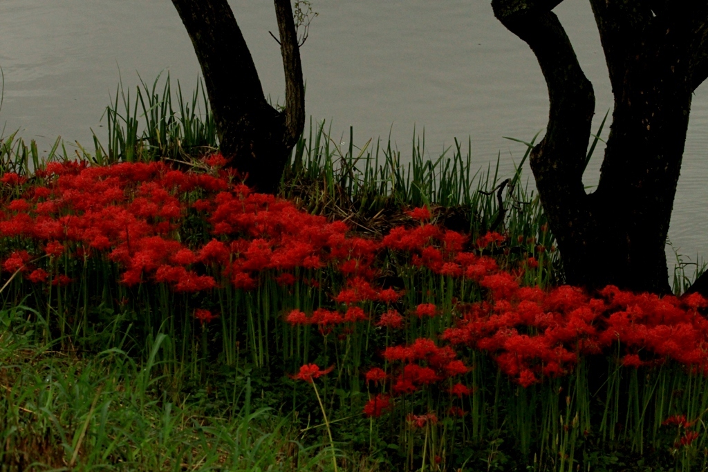 彼岸花ー２