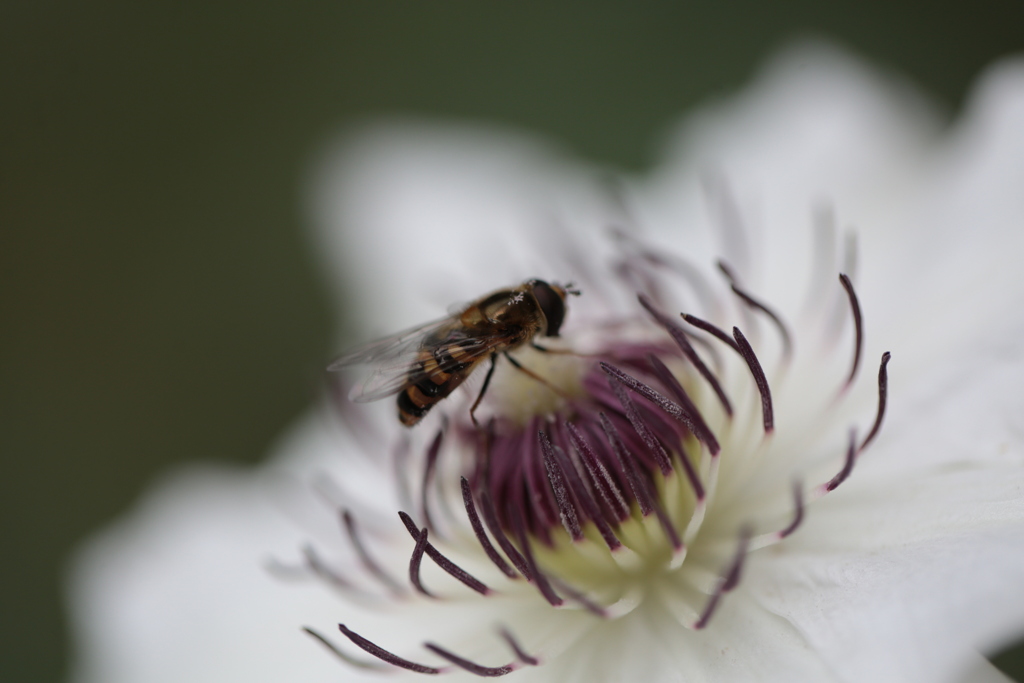 鉢植えのクレマチスと蜂　ハチ合わせ