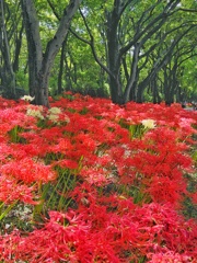 彼岸花群生地