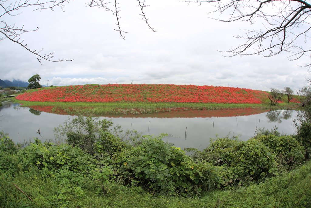 津屋川の彼岸花ー２