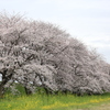 背割り提の桜並木