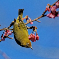 河津桜とメジロ