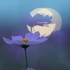 夕暮れコスモスー６