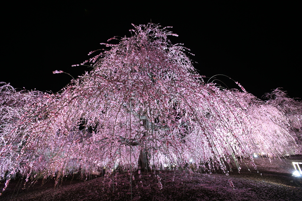 梅は夜ひらく