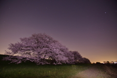 木曾長良背割提の夜桜２