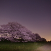 木曾長良背割提の夜桜２
