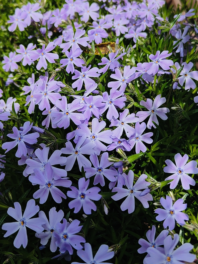 芝桜