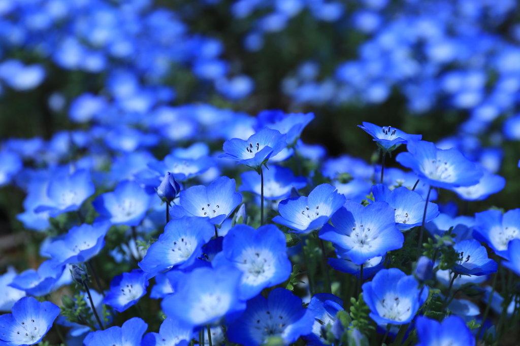 ネモフィラ