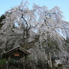 森山神社のシダレ桜