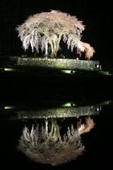 水戸野のしだれ桜