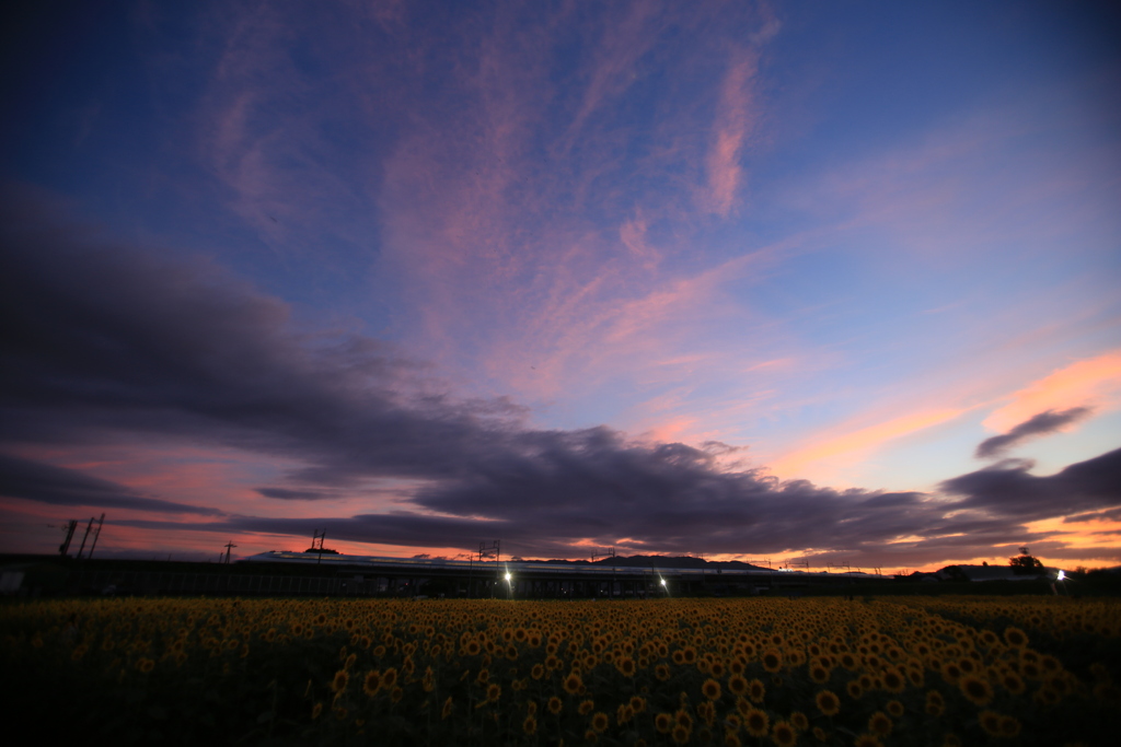 ひまわり畑の夕焼け