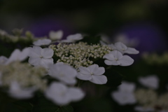 紫陽花 大塚性海寺