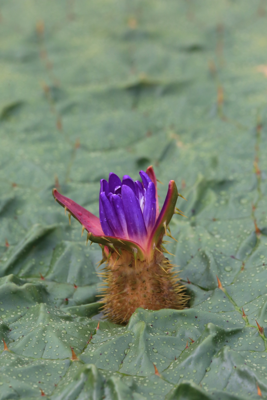 オニバスの花
