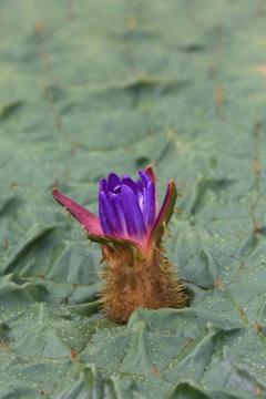 オニバスの花