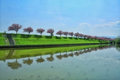 大榑川堤防の八重桜
