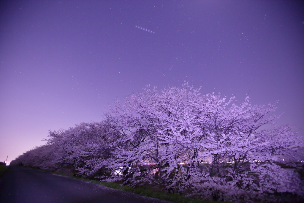 木曾長良背割提の夜桜３