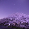 木曾長良背割提の夜桜３