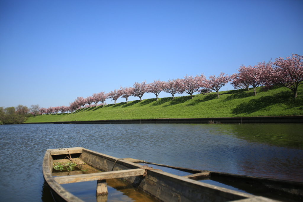大榑川の桜並木