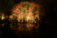 さかさもみじ～曾木公園ー２