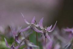 カタクリの花