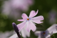 芝桜