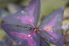 オキザリス・トリアングラリス