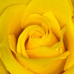 黄色い薔薇