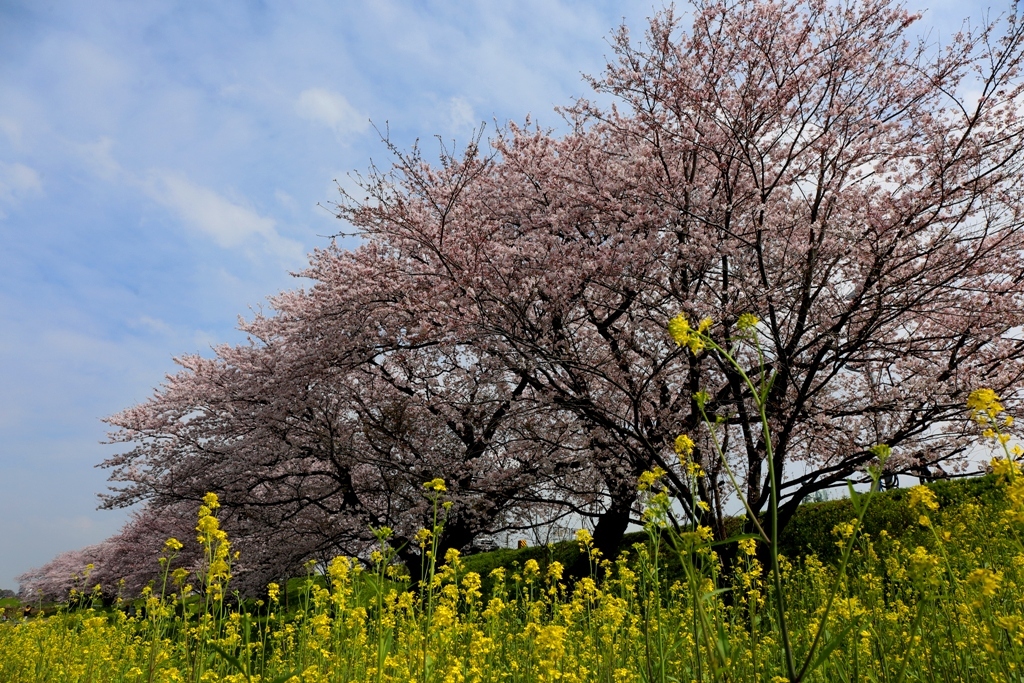 木曽三川背割堤の桜