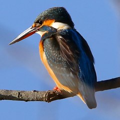 カワセミ