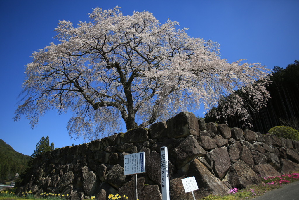 水戸野のシダレ桜