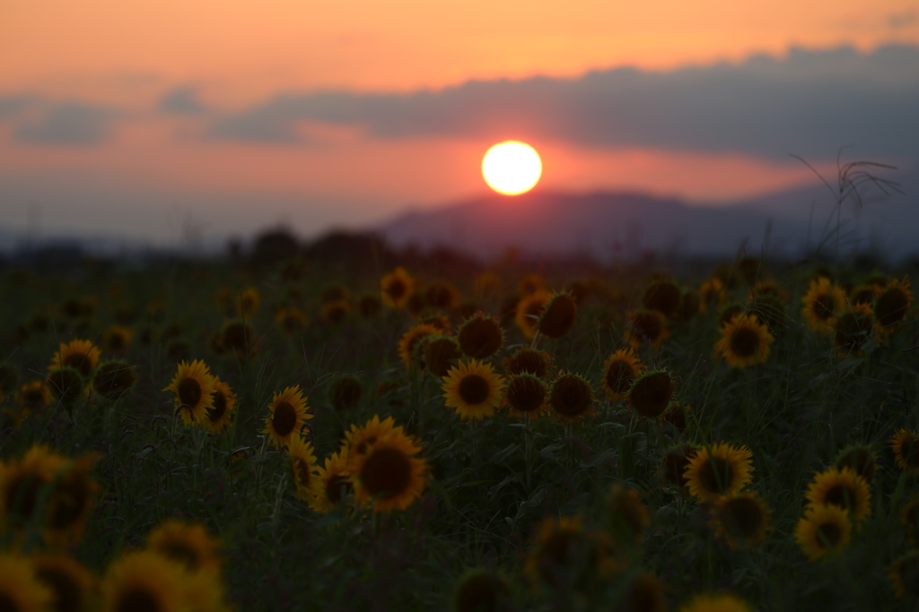 向日葵畑の夕日