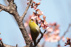 桜とメジロ