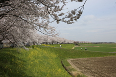 大榑川堤の桜並木